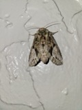 A photograph of the species Heterocampa Doubleday, not of this specimen
