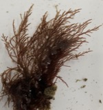 A photograph of the species Chondria baileyana, not of this specimen