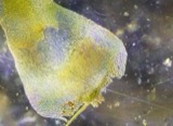 A photograph of the species Campylium stellatum, not of this specimen