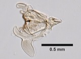 A photograph of the species Ampithoe rubricata, not of this specimen