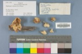 A photograph of the species Pleurotus nidulans, not of this specimen