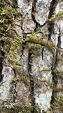 A photograph of the species Thelia hirtella, not of this specimen