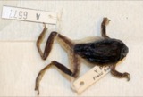 A photograph of the species Hyla versicolor, not of this specimen
