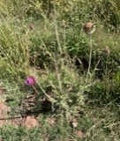 A photograph of the species Carduus nutans, not of this specimen