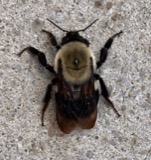 A photograph of the species Bombus griseocollis, not of this specimen