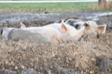 A photograph of the species Sus scrofa, not of this specimen