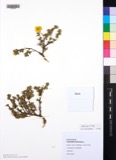 A photograph of the species Potentilla fruticosa, not of this specimen