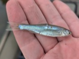 A photograph of the species Hybognathus nuchalis, not of this specimen