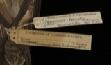 A photograph of the species Numenius borealis, not of this specimen