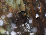 A photograph of the species Eurycea longicauda, not of this specimen