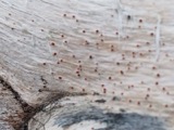 A photograph of the species Agyrium rufum, not of this specimen