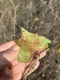 A photograph of the species Puccinia smilacis, not of this specimen