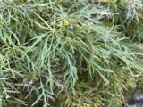 A photograph of the species Acer palmatum, not of this specimen