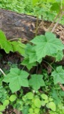 A photograph of the species Rubus odoratus, not of this specimen