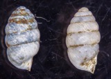 A photograph of the species Gastrocopta armifera, not of this specimen