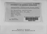 A photograph of the species Nummularia microplaca, not of this specimen
