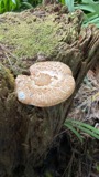 A photograph of the species Neolentinus lepideus, not of this specimen