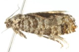 A photograph of the species Retinia houseri, not of this specimen