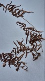 A photograph of the species Thelypteris palustris, not of this specimen
