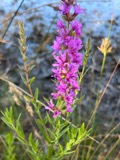 A photograph of the species Lythrum salicaria, not of this specimen