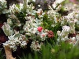 A photograph of the species Cladonia coccifera, not of this specimen