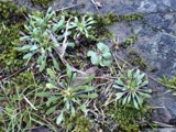 A photograph of the species Draba verna, not of this specimen