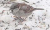 A photograph of the species Passer domesticus, not of this specimen