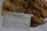 A photograph of the species Trametes robiniophila, not of this specimen