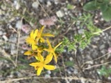 A photograph of the species Hypericum perforatum, not of this specimen