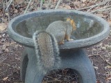 A photograph of the species Sciurus niger, not of this specimen