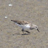 A photograph of the species Calidris fuscicollis, not of this specimen