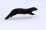 A photograph of the species Neogale Gray, not of this specimen