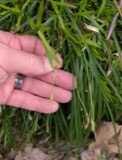 A photograph of the species Carex pedunculata, not of this specimen