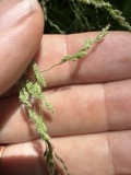 A photograph of the species Glyceria striata, not of this specimen
