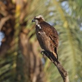 A photograph of the species Pandion haliaetus, not of this specimen