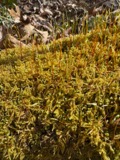 A photograph of the species Hypnum curvifolium, not of this specimen