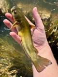 A photograph of the species Ameiurus natalis, not of this specimen
