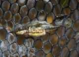 A photograph of the species Apeltes quadracus, not of this specimen