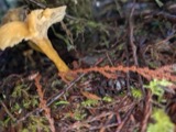 A photograph of the species Craterellus Pers., not of this specimen