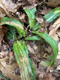 A photograph of the species Carex albursina, not of this specimen