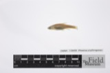 A photograph of the species Phoxinus erythrogaster, not of this specimen
