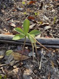 A photograph of the species Isotria verticillata, not of this specimen