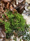 A photograph of the species Cratoneuron filicinum, not of this specimen