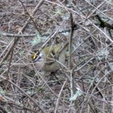 A photograph of the species Regulus satrapa, not of this specimen