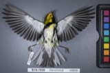 A photograph of the species Dendroica virens, not of this specimen