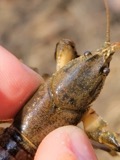 A photograph of the species Cambarus bartonii, not of this specimen