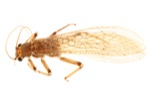 A photograph of the species Acroneuria perplexa, not of this specimen