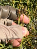 A photograph of the species Carex nigra, not of this specimen