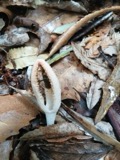 A photograph of the species Pseudocolus Lloyd, not of this specimen