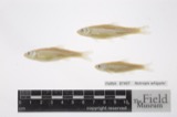 A photograph of the species Notropis whipplei, not of this specimen